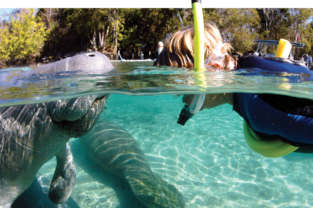 Manatee Manners